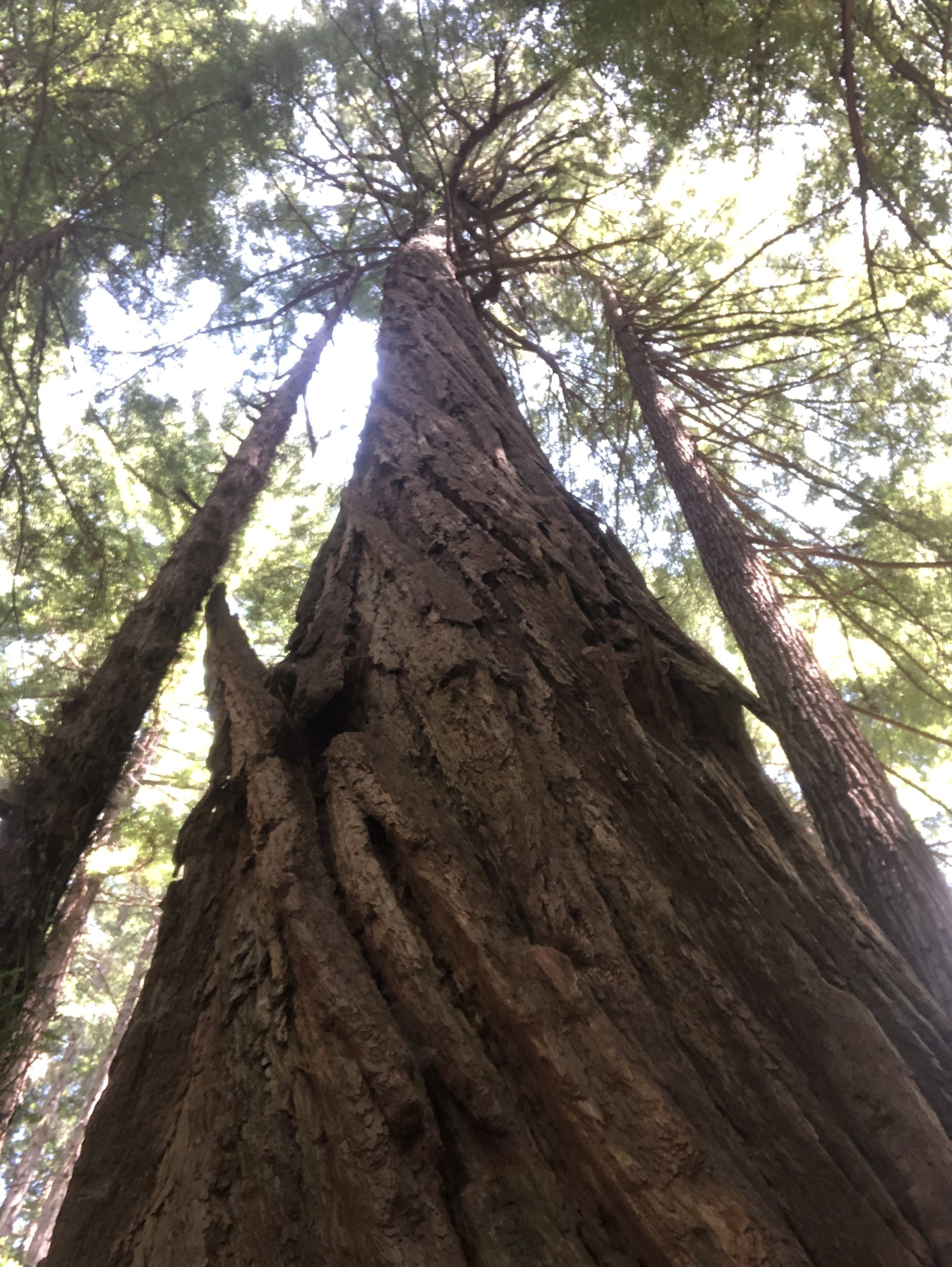 sanfrancisco california muir woods