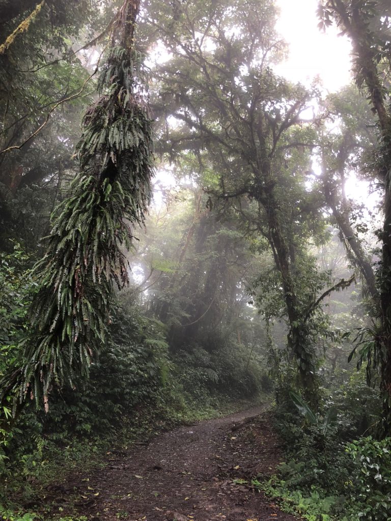 cloud forest costa rica