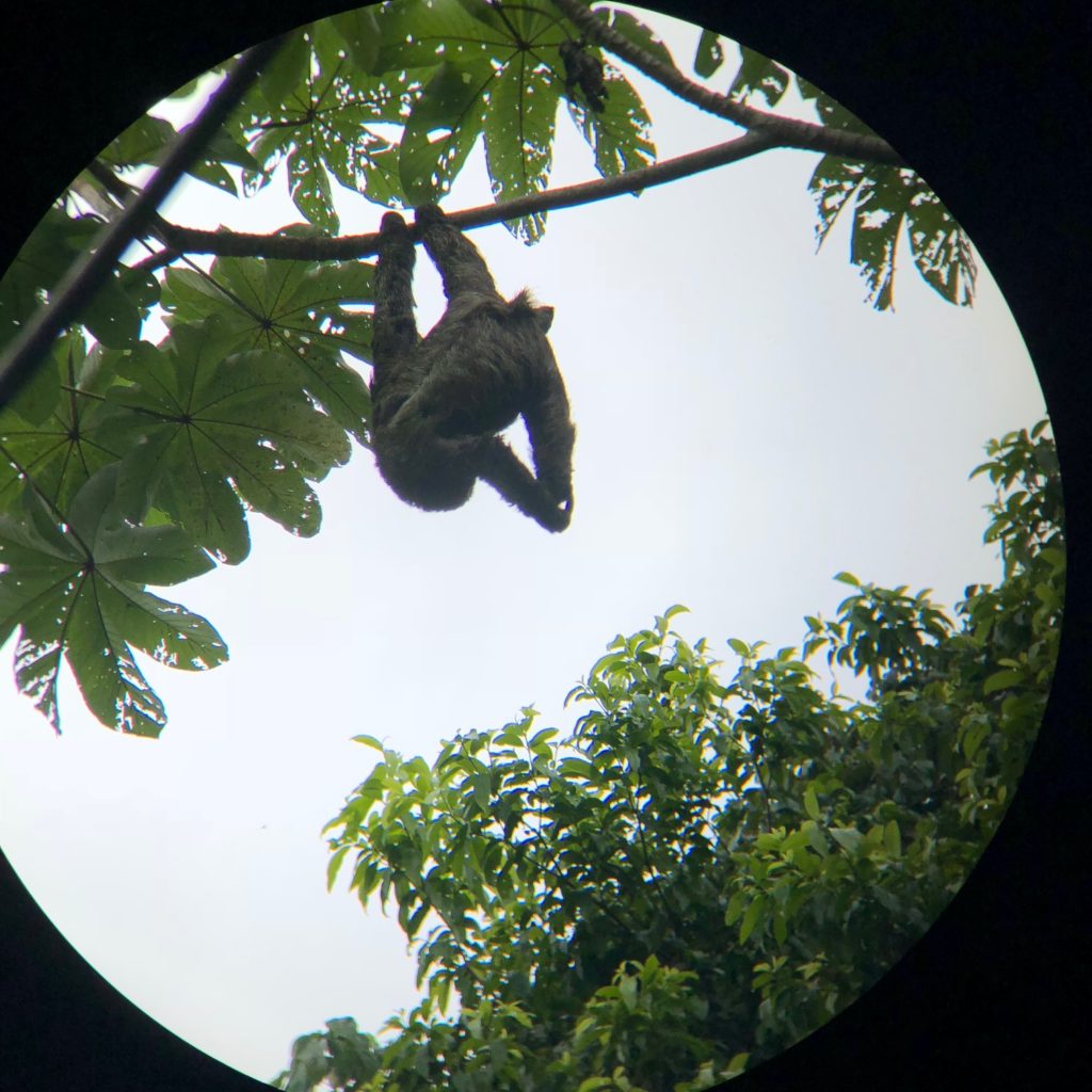 sloth costa rica