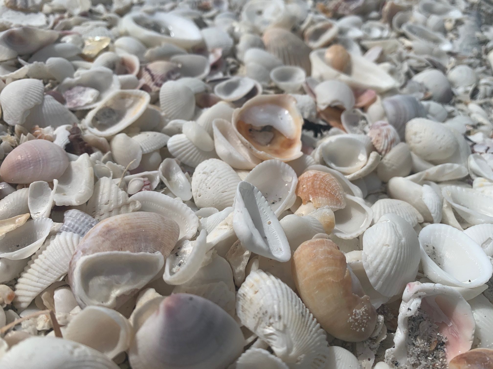 sanibel island florida seashells